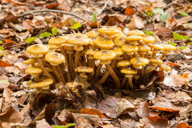 istock Orange mushroom growing on ground 1186565827