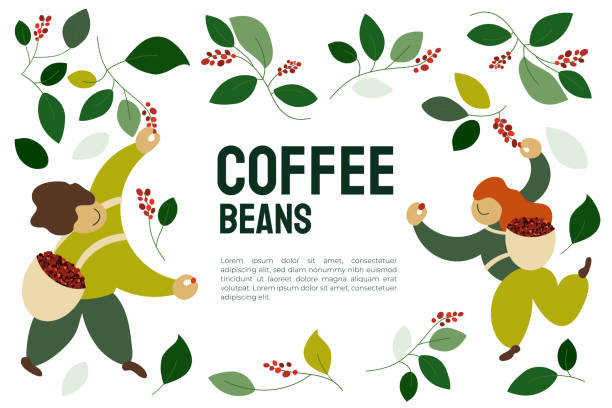 ilustraciones, imágenes clip art, dibujos animados e iconos de stock de plantilla de granos de café con recolectores - coffee plant