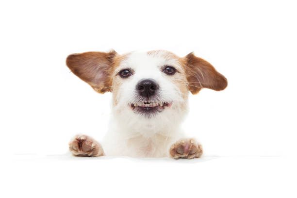 istock happy dog smiling with paws edge a white blank sign. Isolated on white background. 1186566367