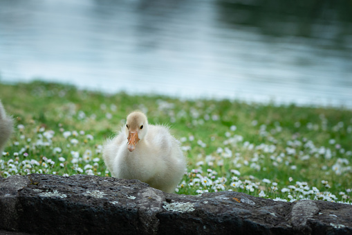 Fluffy baby goose with white spring flowers