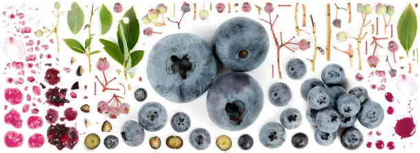 Large collection of blueberry fruit pieces, slices and leaves isolated on white background. Top view. Seamless abstract pattern.