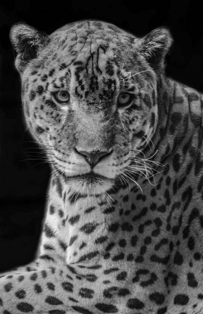 istock LowKey Jaguar portrait. 1186569792