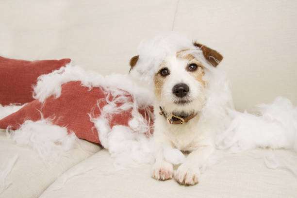 istock jack russell dog on a sofa  with innocent expression after bite and destroy a pillow homeware. untrained puppy left alone at home. 1186570706