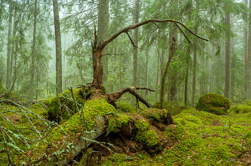 Ycke natural reserv is an old conifer forest in Sweden