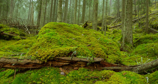 istock Ycke nature reserve 1186572175