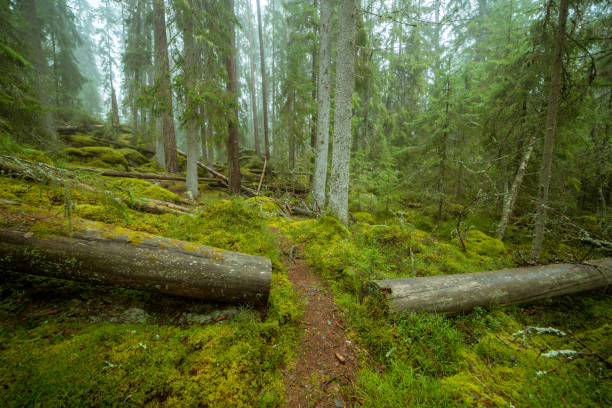 istock Ycke nature reserve 1186572205
