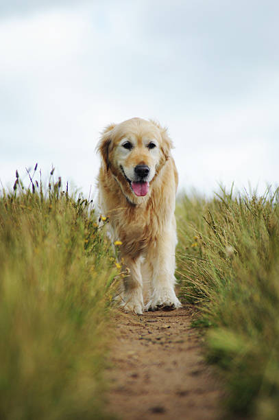 Golden retriever out for a walk stock photo