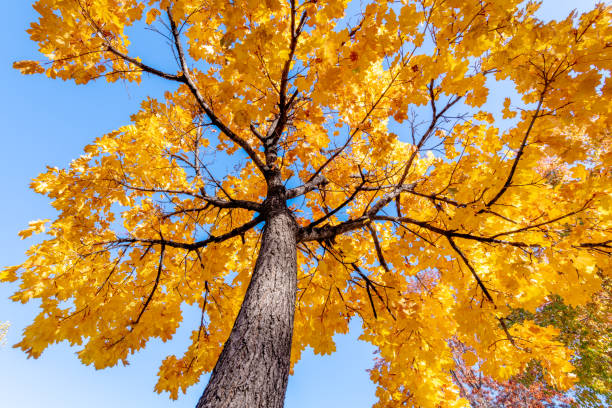istock Yellow colored leaves on a tree close up 1186573415
