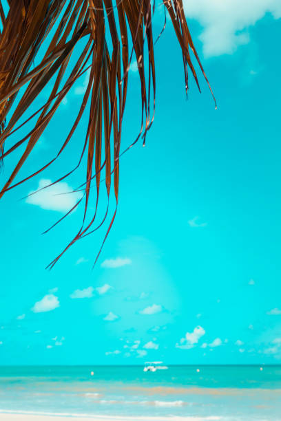 Tropical background and palm trees at the beach