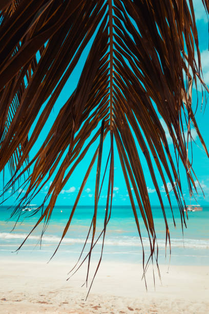 istock Tropical background and palm trees at the beach 1186574083