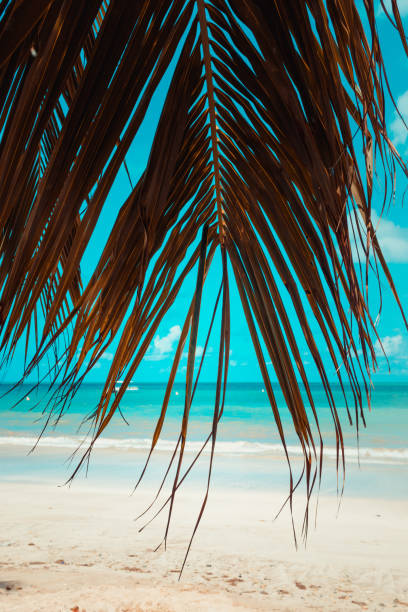 istock Tropical background and palm trees at the beach 1186574086