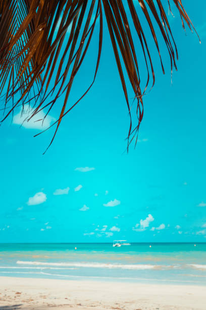 istock Tropical background and palm trees at the beach 1186574129