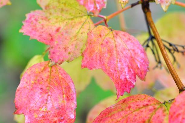 istock Vibrant autumnal leaves 1186574363