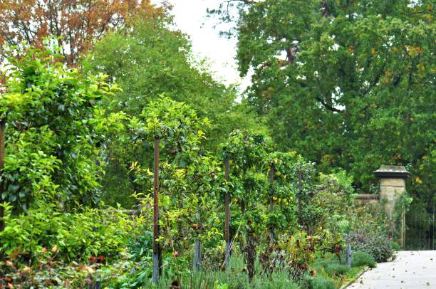istock Lush fruit and vegetable walled garden 1186574463
