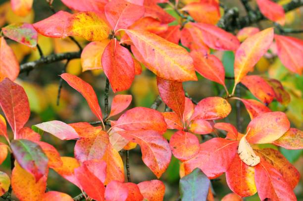 istock Vibrant autumnal leaves 1186574510