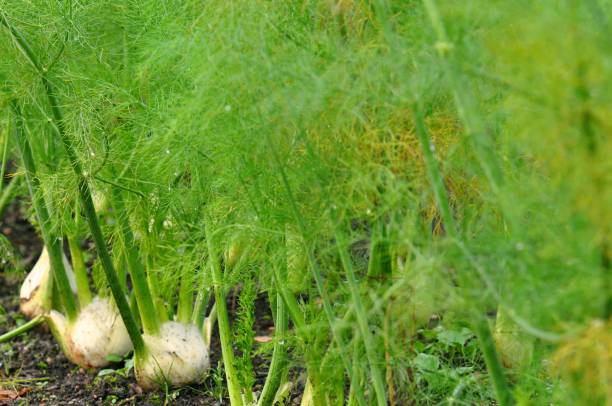 Fennel Lush fennel growing in an ordered vegetable patch fennel stock pictures, royalty-free photos & images