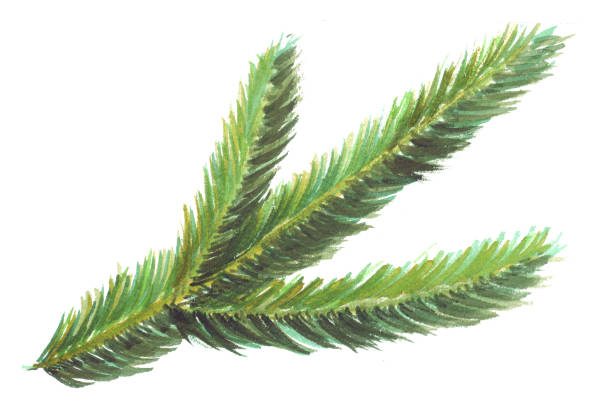 istock Fluffy green spruce branch with a New Year or Christmas holiday tree. 1186575558