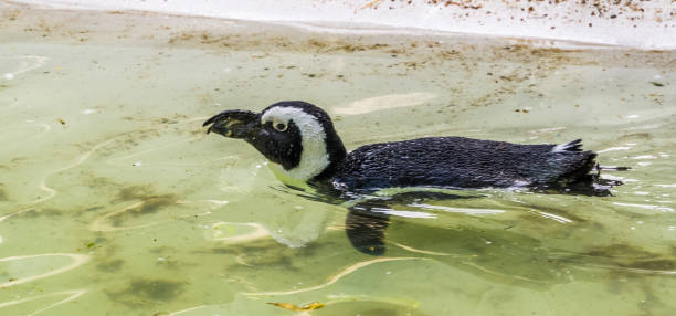 penguin africano nadando en el agua, pájaro sin vuelo de africa, especie de animales en peligro de extinción - jackass penguin penguin zoo swimming animal fotografías e imágenes de stock