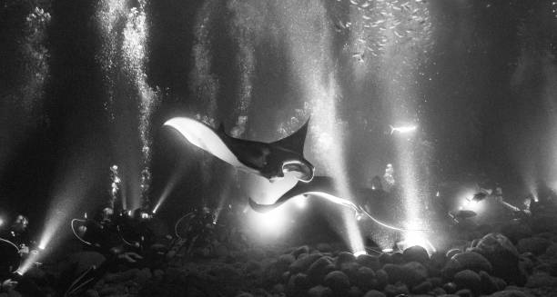 Multiple manta rays lit by rays of light underwater stock photo