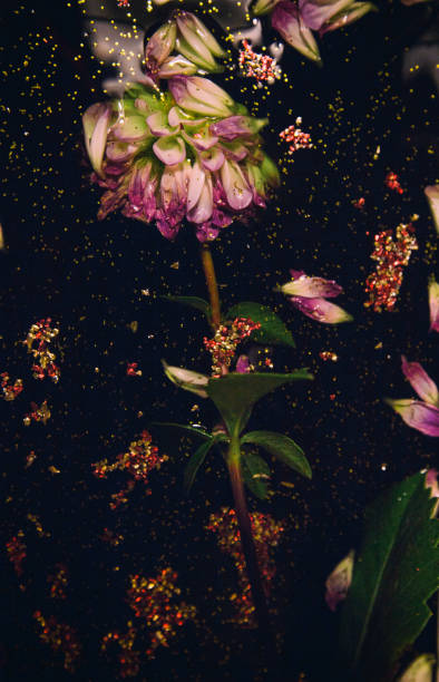 istock Multicolored flowers floating on dark water 1186578747