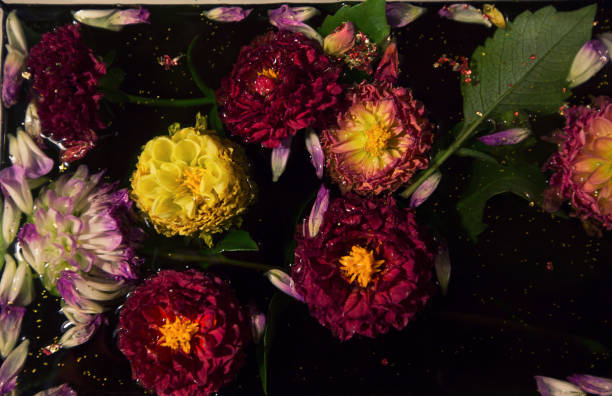 istock Multicolored flowers floating on dark water 1186578855