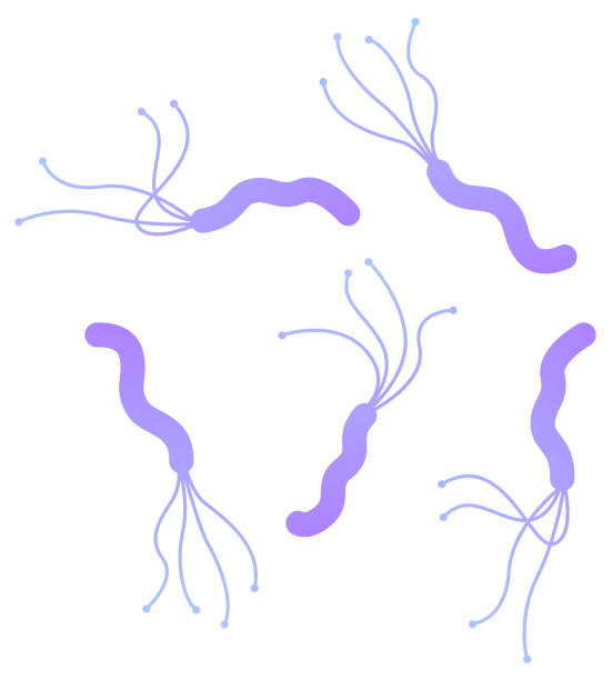 ilustraciones, imágenes clip art, dibujos animados e iconos de stock de helicobacter pylori - pylori