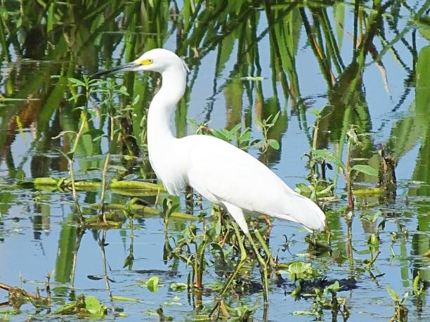 istock Snowy Egret (Egretta thula) in the Florida wetlands 1186579089