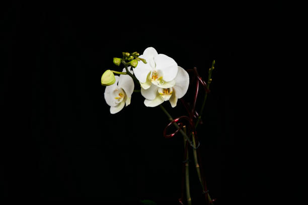 istock Orchid flower blossom isolated on the black background. 1186581509
