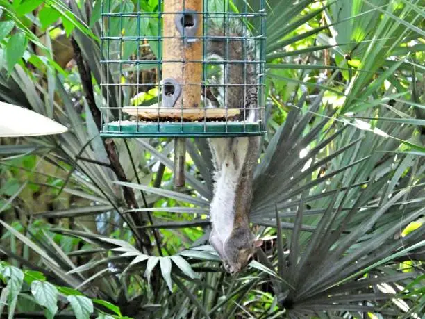 Photo of Gray Squirrel (Sciurus carolinensis) hanging upside down on a bird feeder