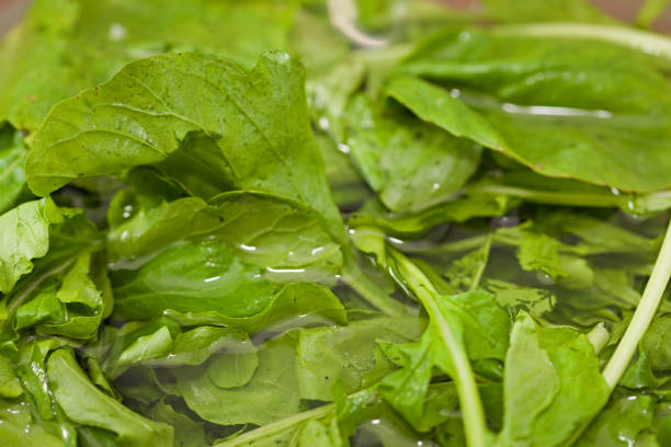 Watercress Watercress cleaning in water watercress stock pictures, royalty-free photos & images