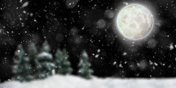 istock Pine Trees in Black Night Winter Landscape 1186586871