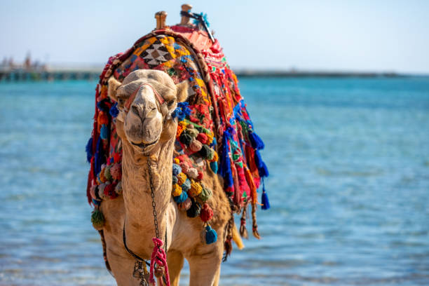istock A camel with a colorful saddle on the beach in Sharm El Sheikh,  Egypt. 1186587112
