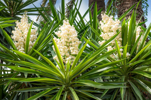 yucca da palmeira de florescência. espanha. elche. - yucca - fotografias e filmes do acervo