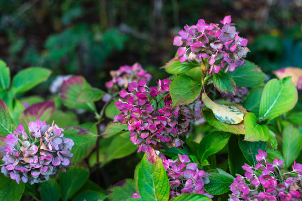 istock cottage garden flowers in fall afternoon 1186589624