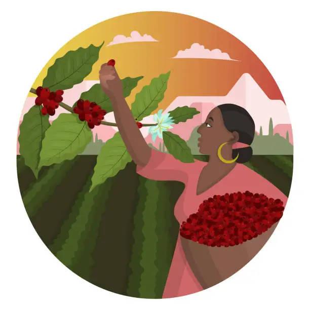 Vector illustration of Beautiful black woman is harvesting coffee berries against background of plantation and mountain landscape