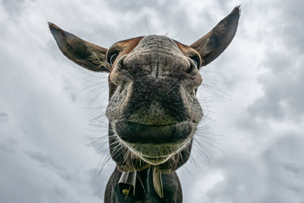 istock Donkey head close-up taken by downside 1186591851