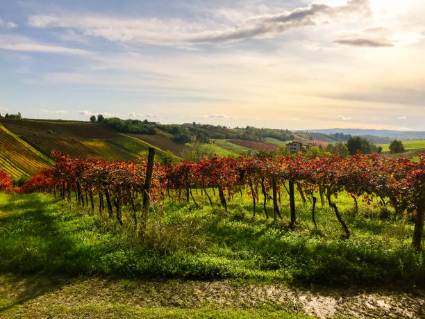 les rangées de vignobles rouges du célèbre vin mousseux lambrusco en automne par une belle journée ensoleillée - lambrusco photos et images de collection