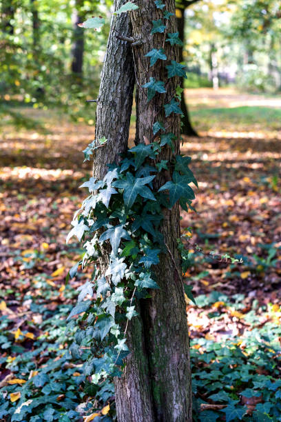 istock Sunny autumn day green leaves ivy climbing double stranded tree being intertwined. 1186595155