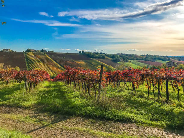 les rangées de vignobles rouges du célèbre vin mousseux lambrusco en automne par une belle journée ensoleillée - lambrusco photos et images de collection