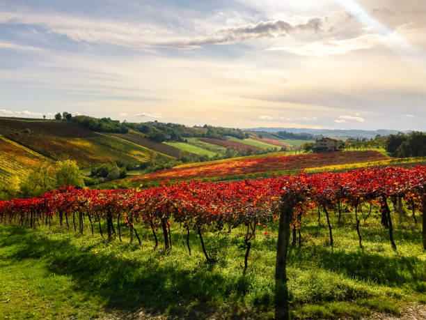 The rows of red vineyards of the famous sparkling wine Lambrusco in autumn Castelvetro, Italy - November, 2019. The rows of red vineyards of the famous sparkling wine Lambrusco in autumn emilia romagna photos stock pictures, royalty-free photos & images