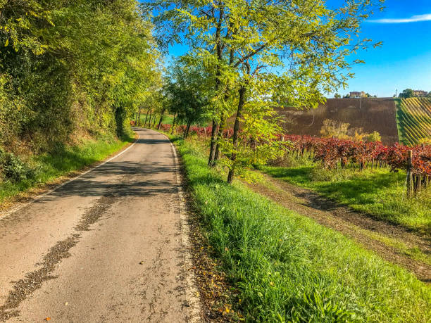 une route dans les collines de modène traverse les vignes du vin pétillant lambrusco - lambrusco photos et images de collection