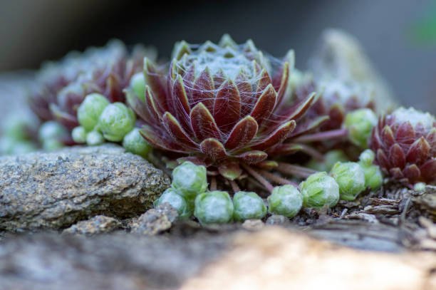 셈퍼비움 거미줄 다육식물, 전형적인 거미줄, 보라색과 녹색 로제트가 있는 거미줄 하우스 부추 - stone leek 뉴스 사진 이미지
