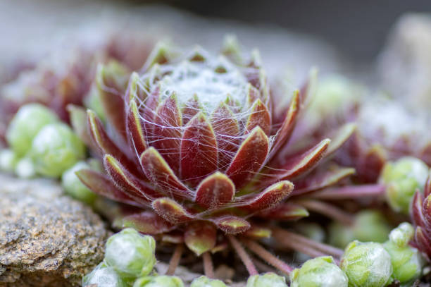 sempervivum arachnoideum piante perenni succulente, ragnatela casa-porro con ragnatele tipiche, rosette viola e verdi - stone leek foto e immagini stock