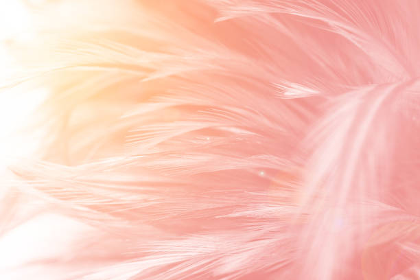 istock Beautiful soft pink color trends feather pattern texture background with orange light flare 1186602957