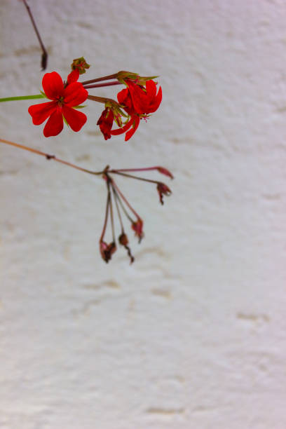 istock flowers and greenery on a wall 1186603006