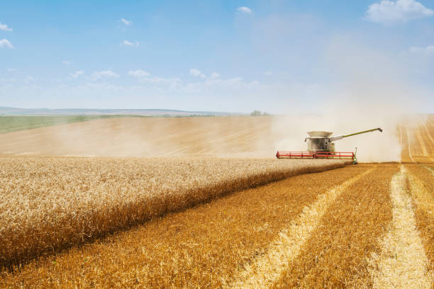 istock Combine harvesting on field 1186603968