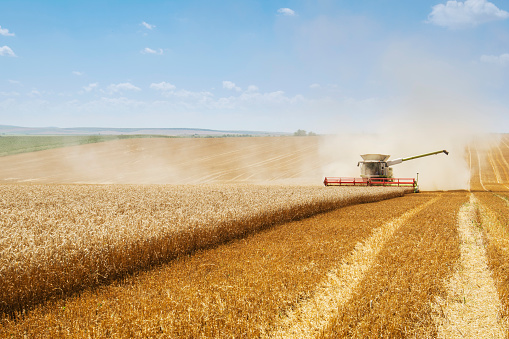 Combine harvesting on wheat field.