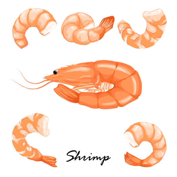 ilustrações de stock, clip art, desenhos animados e ícones de set boiled shrimp, shrimps without shell, shrimp meat. shrimp prawn icons set. boiled shrimp drawing on a white background. - shrimp