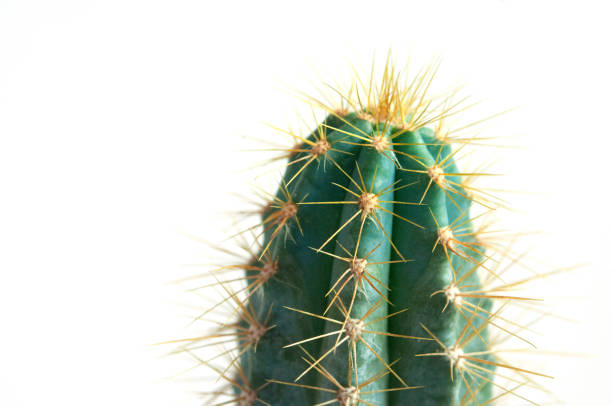 istock Closeup azureus cactus, isolated on a white background 1186604889