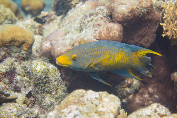hogfish espanhol no recife coral - macaca - fotografias e filmes do acervo
